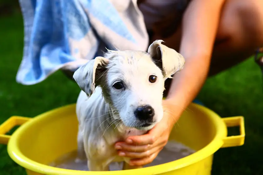 La empatía canina: La base de nuestra relación con los perros