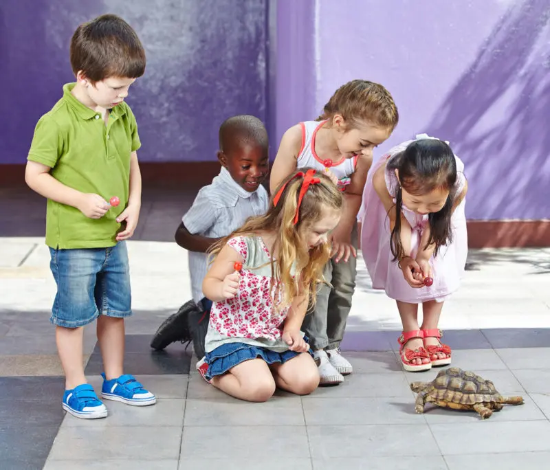 Celebra el cumpleaños infantil en un zoológico