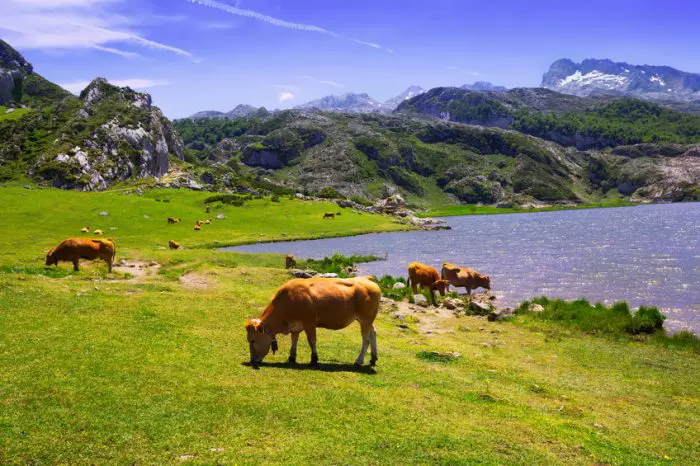 Lago Ercina, en Lagos de Covadonga