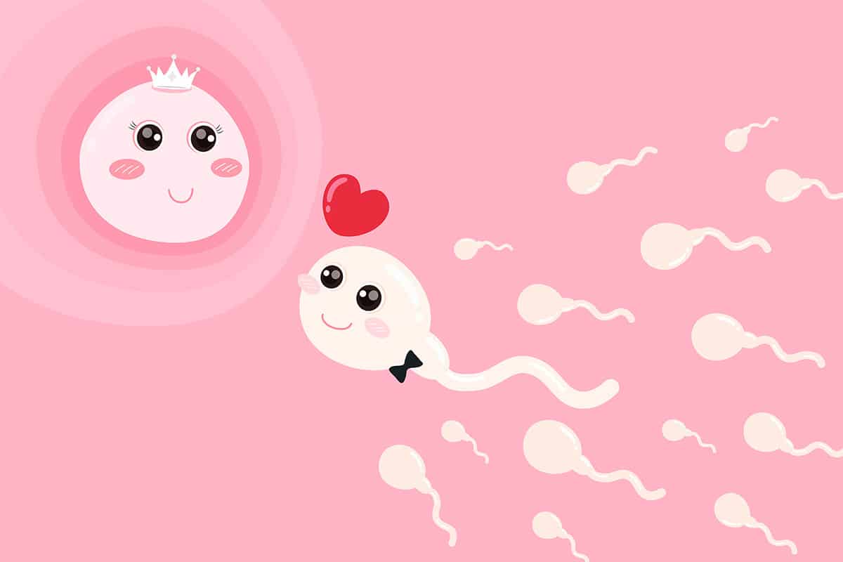Sabías que el óvulo elige al espermatozoide? - Etapa Infantil