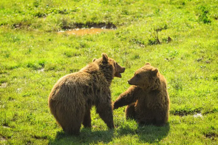 Parque de la Naturaleza de Cabárceno Osos