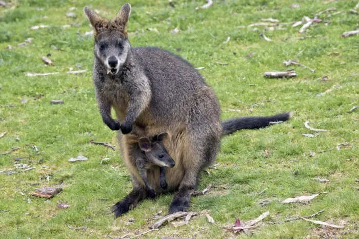 Parque de la Naturaleza de Cabárceno Wallaby de Bennet canguros