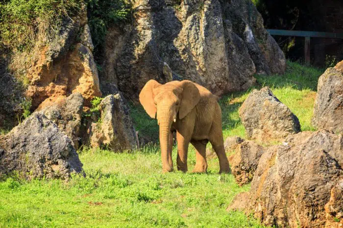 Parque de la Naturaleza de Cabárceno elefantes