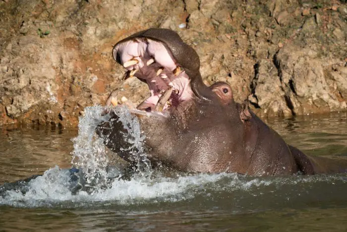 Parque de la Naturaleza de Cabárceno hipopótamos
