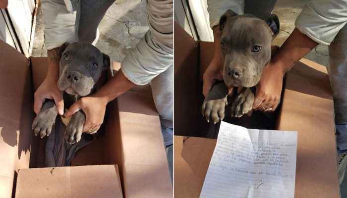 niño adopción perro maltratado