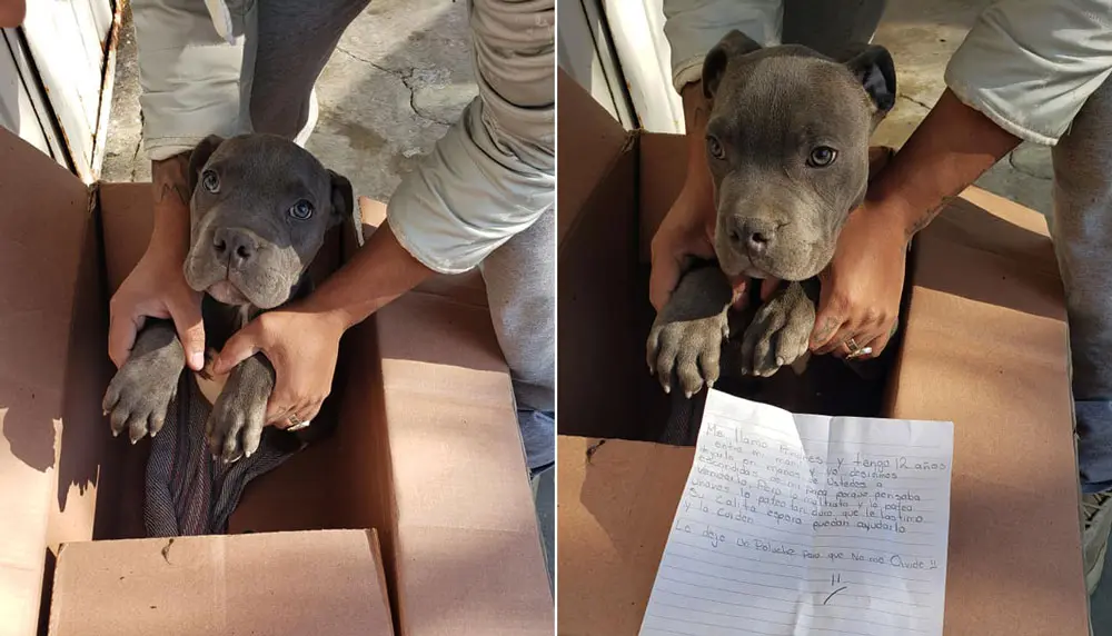 Niño da en adopción a su perro porque su padre lo maltrataba