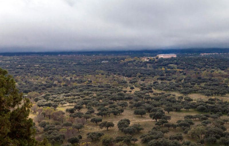 Bosque de Riofrío, en Segovia