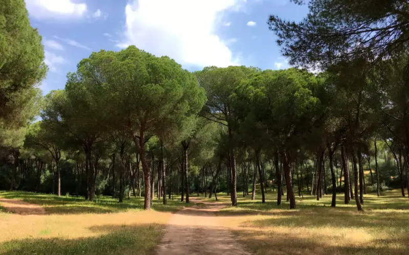 Área recreativa Los Pinares de Aznalcázar, en Sevilla