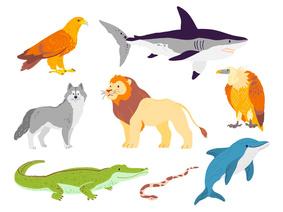 Los animales carnívoros, herbívoros y omnívoros explicados para los niños -  Etapa Infantil