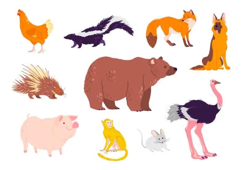 Ejemplos de animales omnívoros