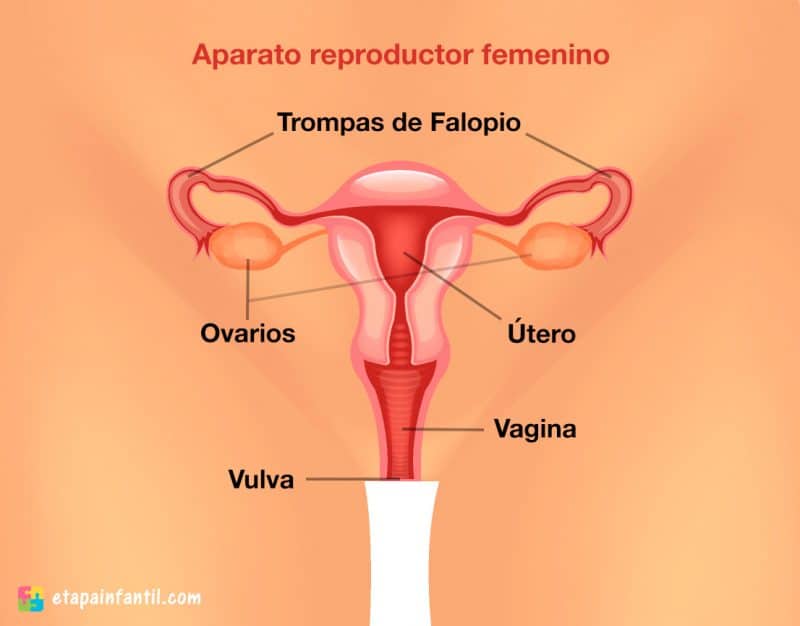 Aparato reproductor femenino y masculino explicado