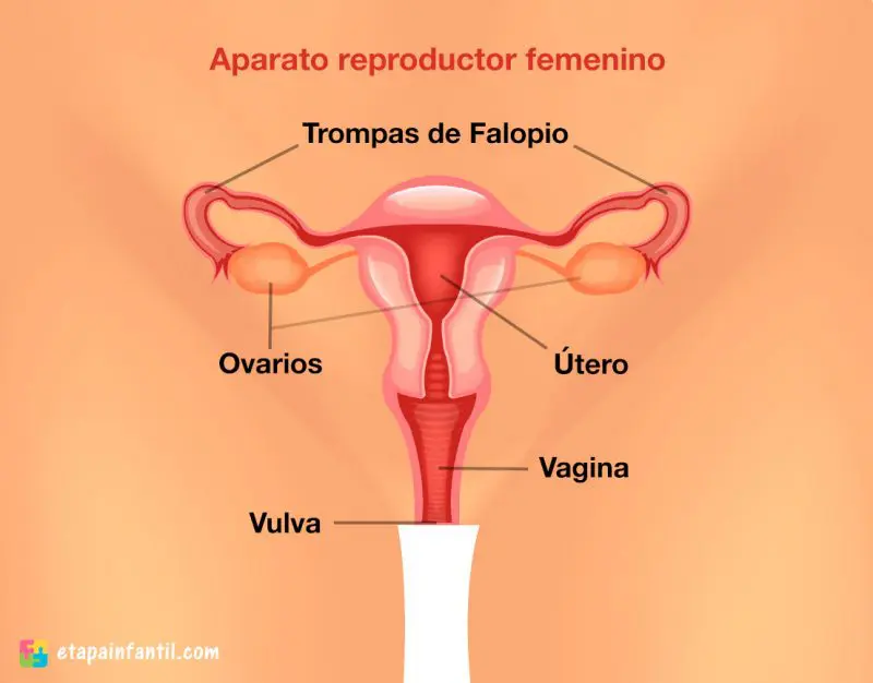 Aparato reproductor femenino