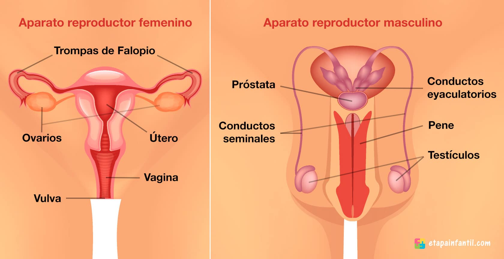 Ciclo reproductor femenino