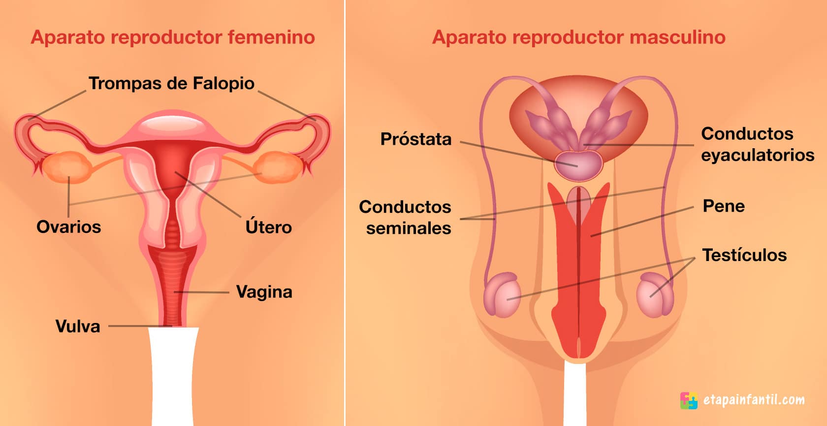 Aparato reproductor femenino y masculino explicado para los niños - Etapa  Infantil