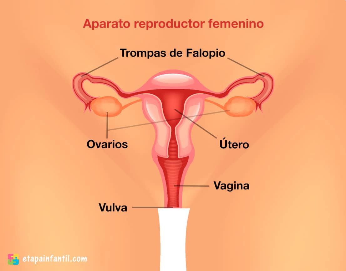 Aparato reproductor femenino y masculino explicado para los niños - Etapa  Infantil