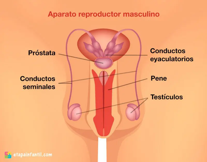 Aparato reproductor masculino