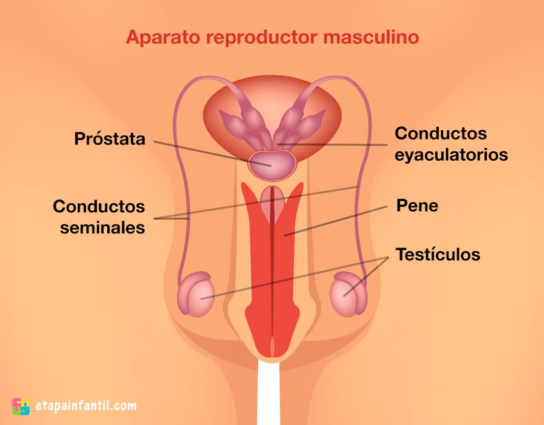 Aparato reproductor femenino y masculino explicado para los niños - Etapa  Infantil