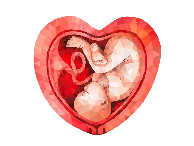 celulas hijo viven madre