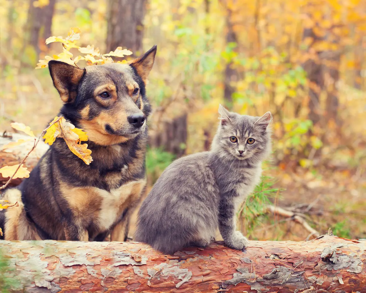 El perro y el gato