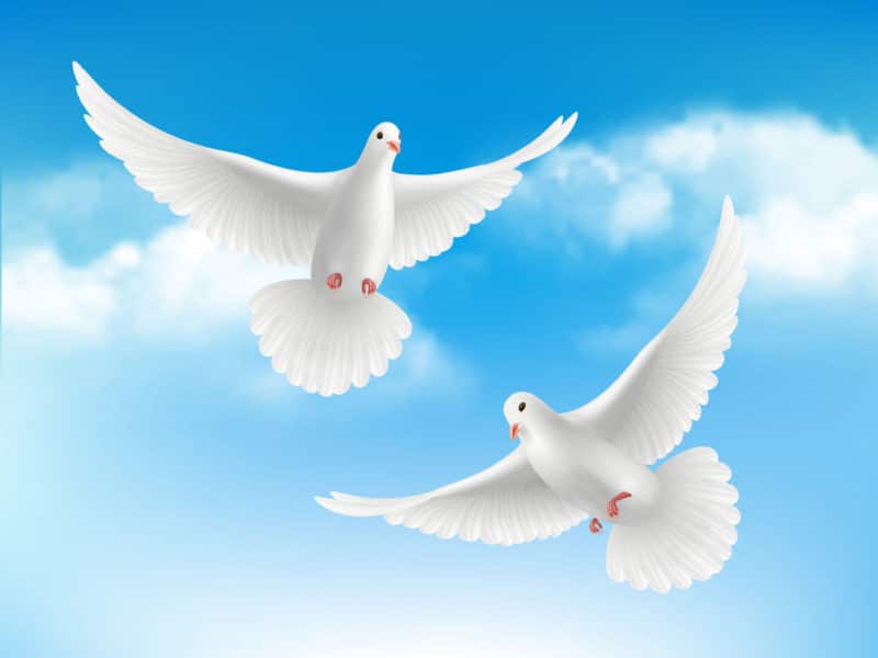Cuento El regalo de las palomas