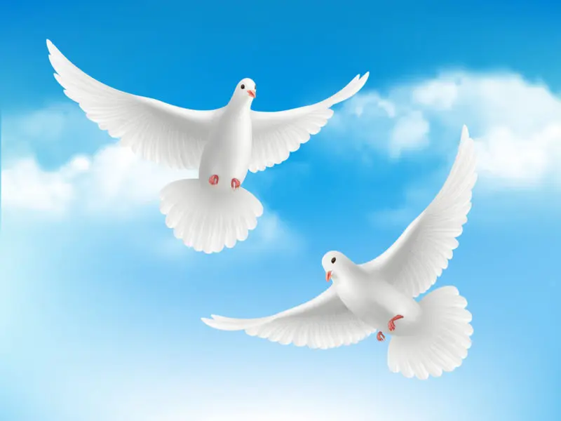 Cuento El regalo de las palomas