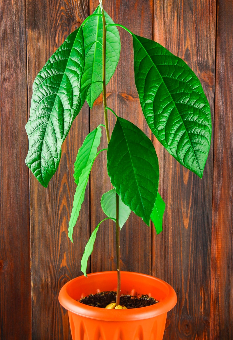 planta aguacate árbol