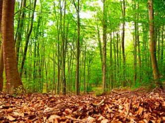 Montseny Parque Natural