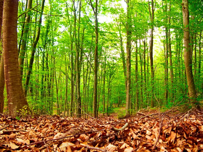 Qué ver en el Montseny con niños