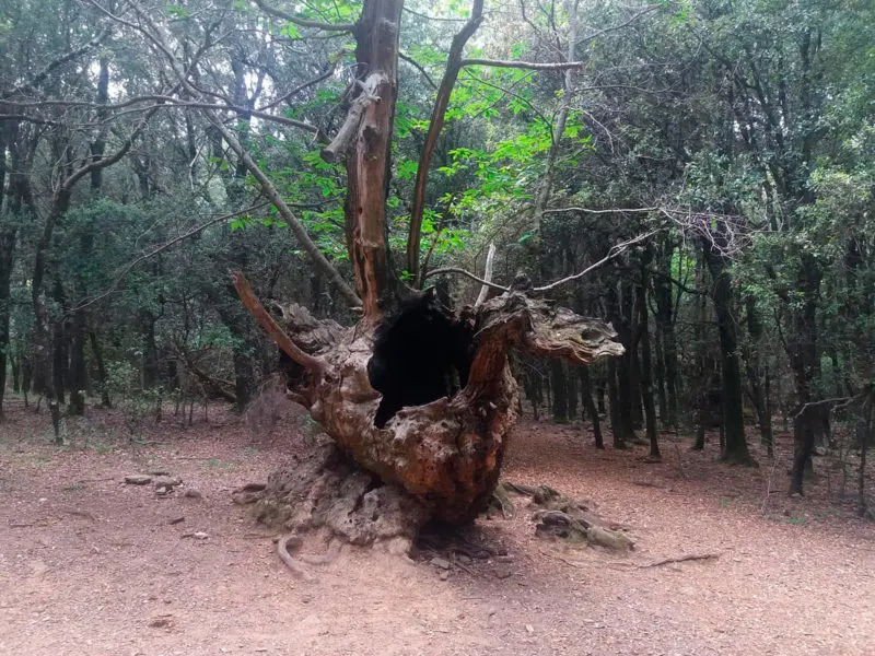 Ruta Castaño del Drac Montseny