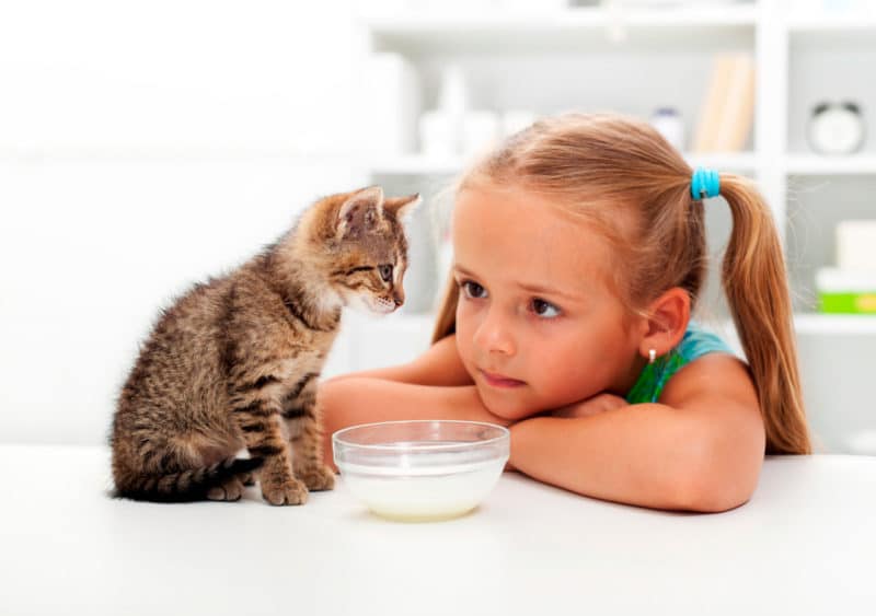 Nombres de gatos hembras y machos originales