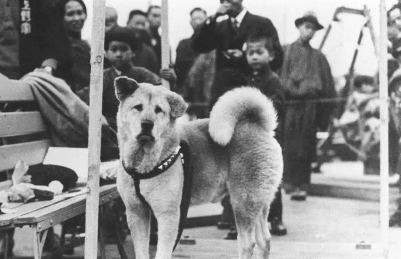 Hachiko 1934