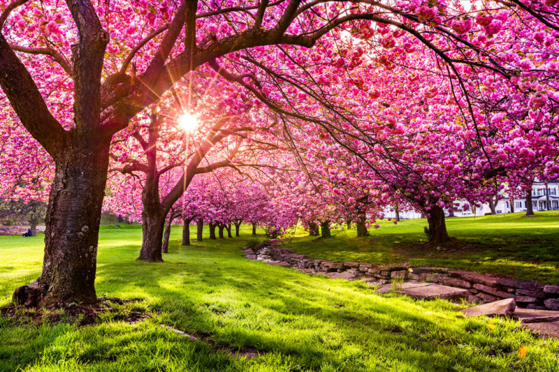 Estaciones del año Primavera