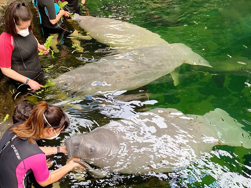 Experiencia con manatíes Faunia