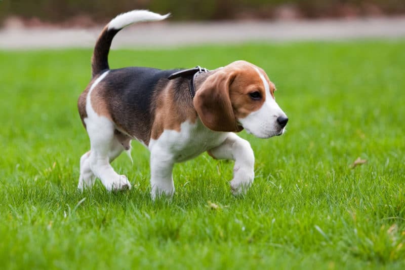 Perro raza Beagle