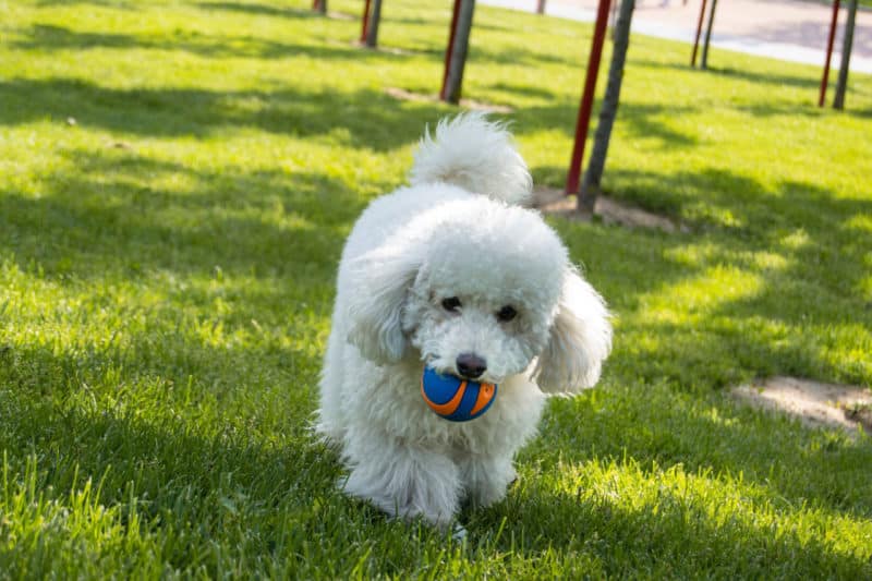 Perro raza Caniche