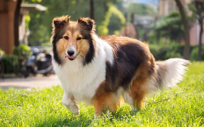 Perro raza Collie