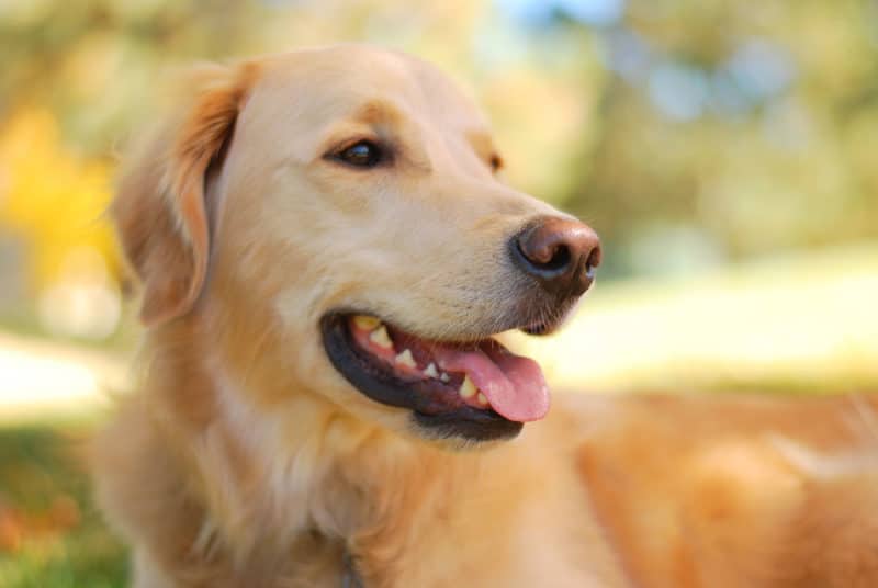 Perro raza Golden retriever