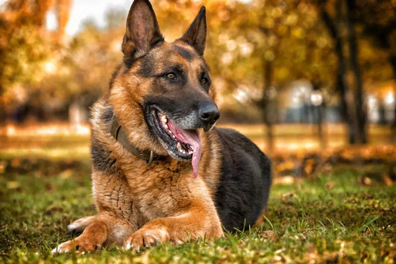 Perro raza Pastor alemán