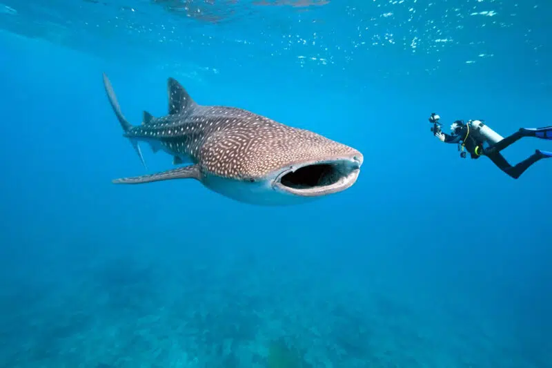 Tiburón ballena