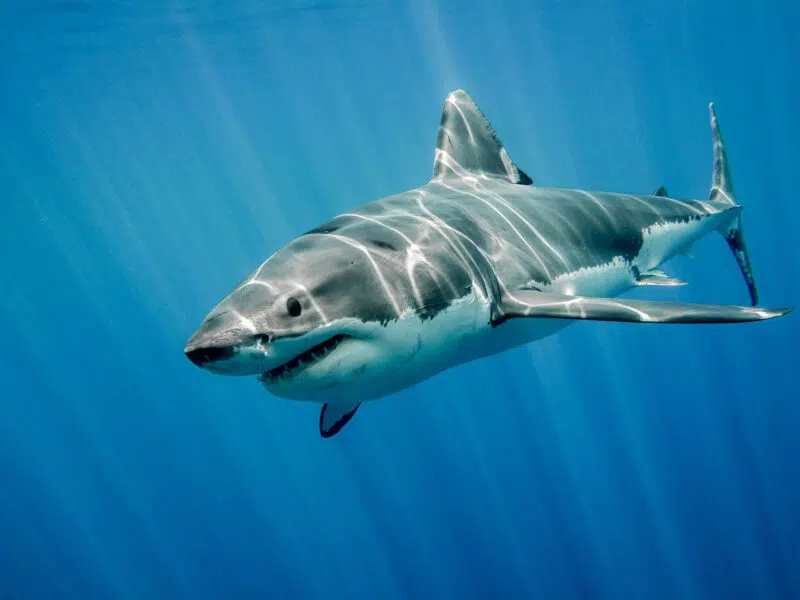 Tiburón blanco