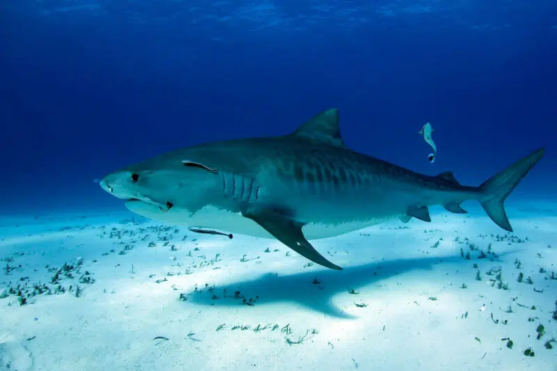 Tiburón tigre