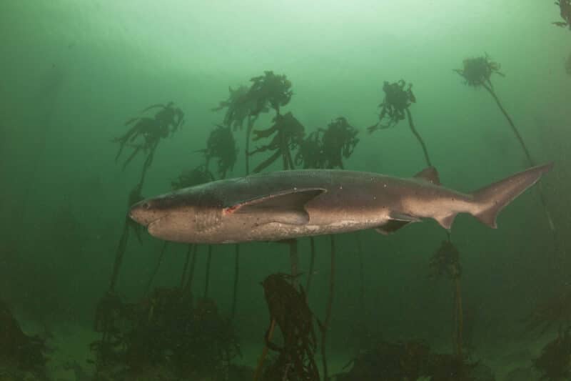 Tiburón vaca
