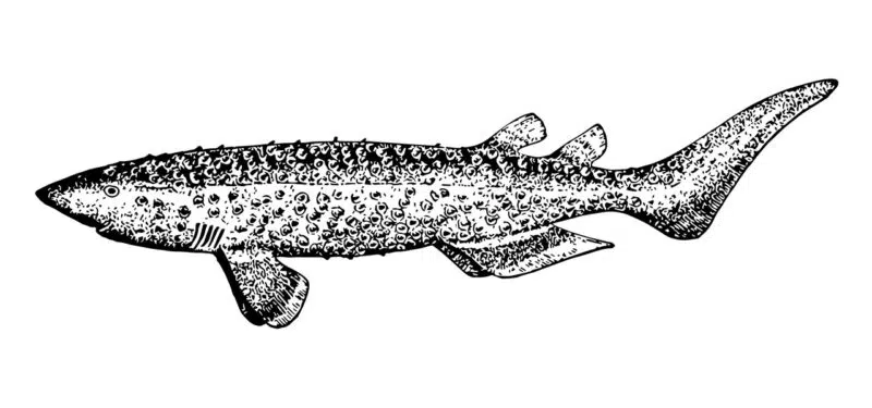 Tiburón zarza