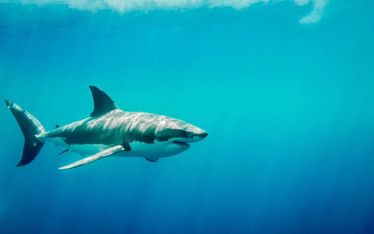 Los diferentes tipos de tiburones y sus características