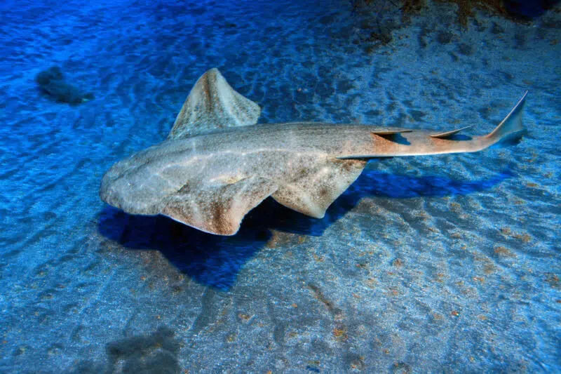 Tiburones ángel