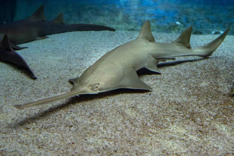 Tiburones sierra