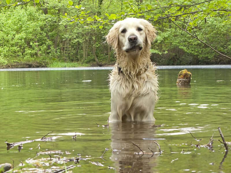 Cuento El perro y su reflejo