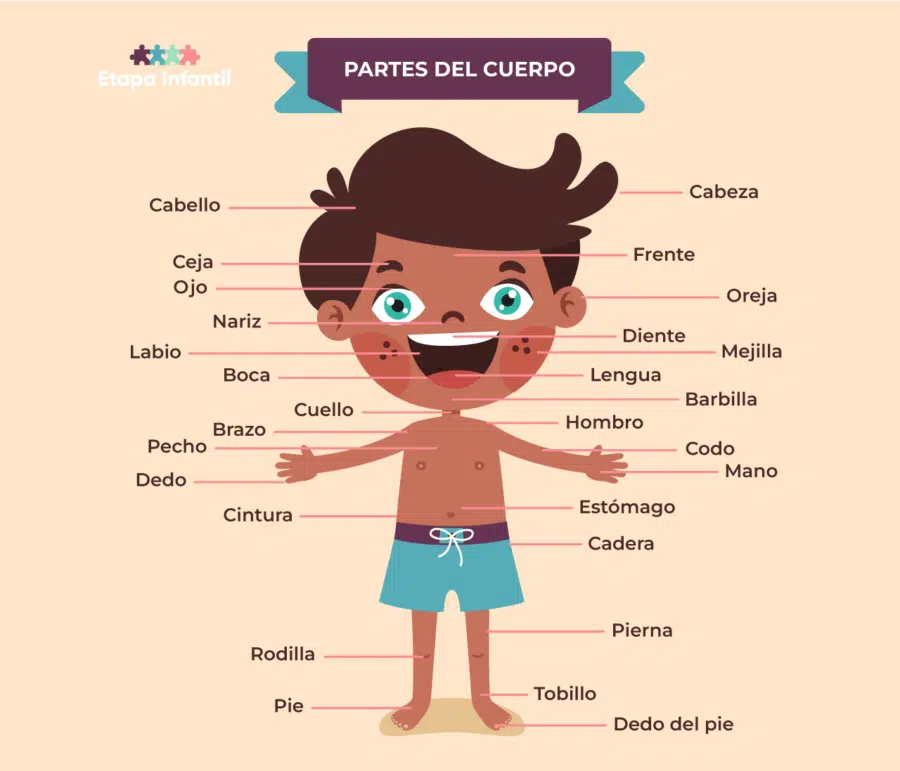 Partes del cuerpo humano