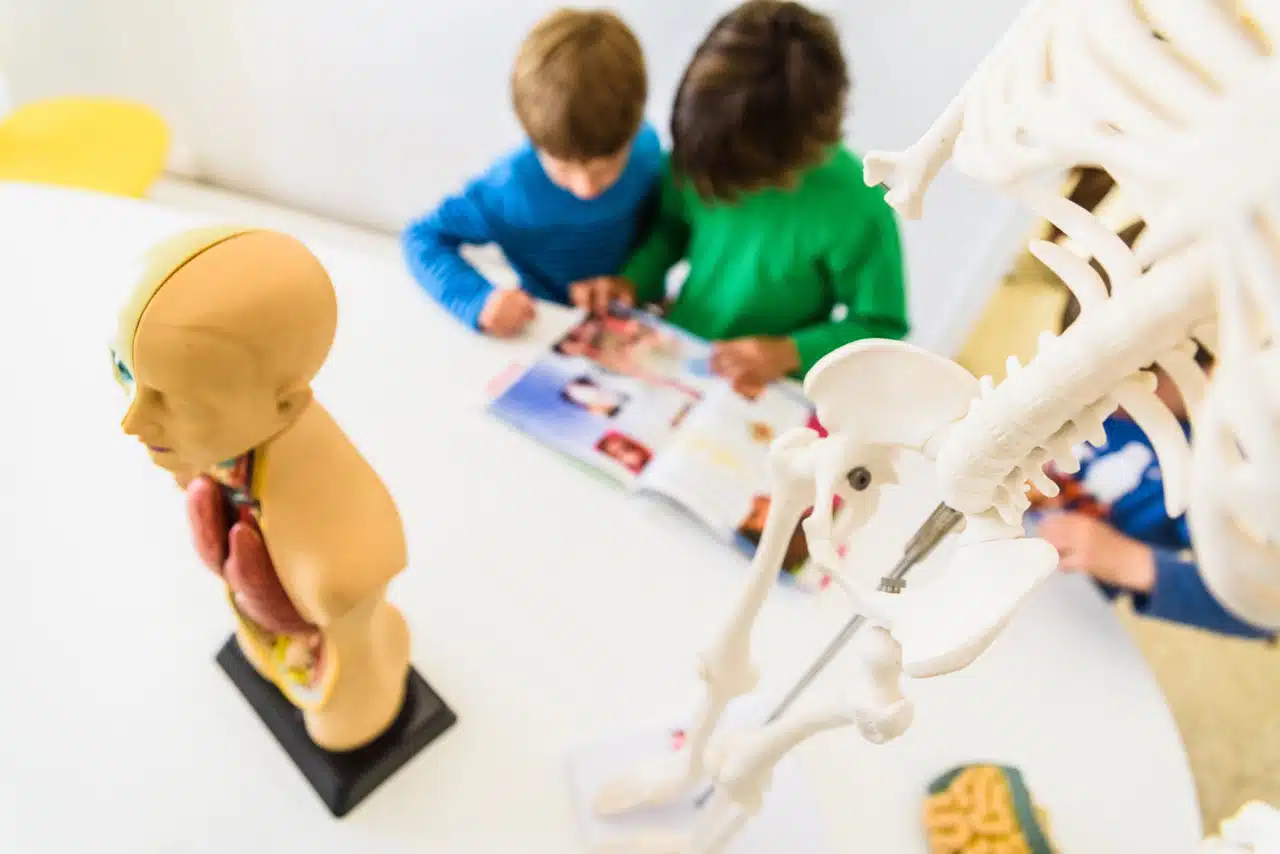 Las partes del cuerpo humano explicadas para los niños