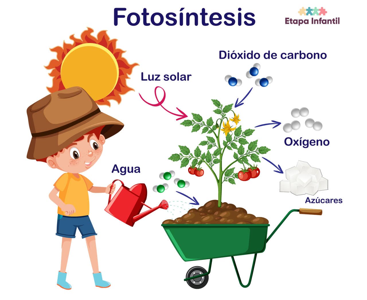 Fotosíntesis Para Niños: La Mejor Manera De Entenderla